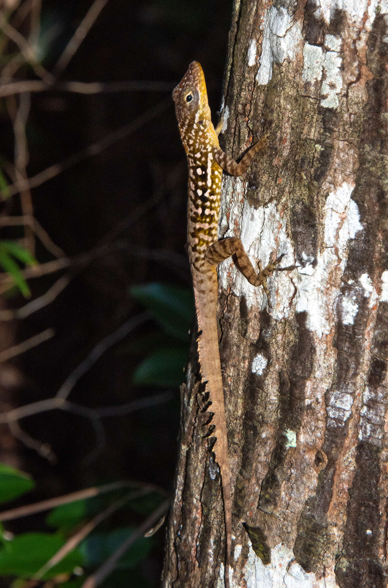 Image of Dominica Anole