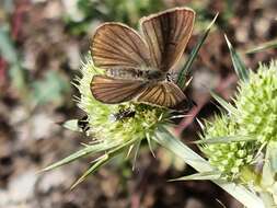 Image of Polyommatus ripartii