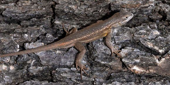 Image of Southwestern Fence Lizard