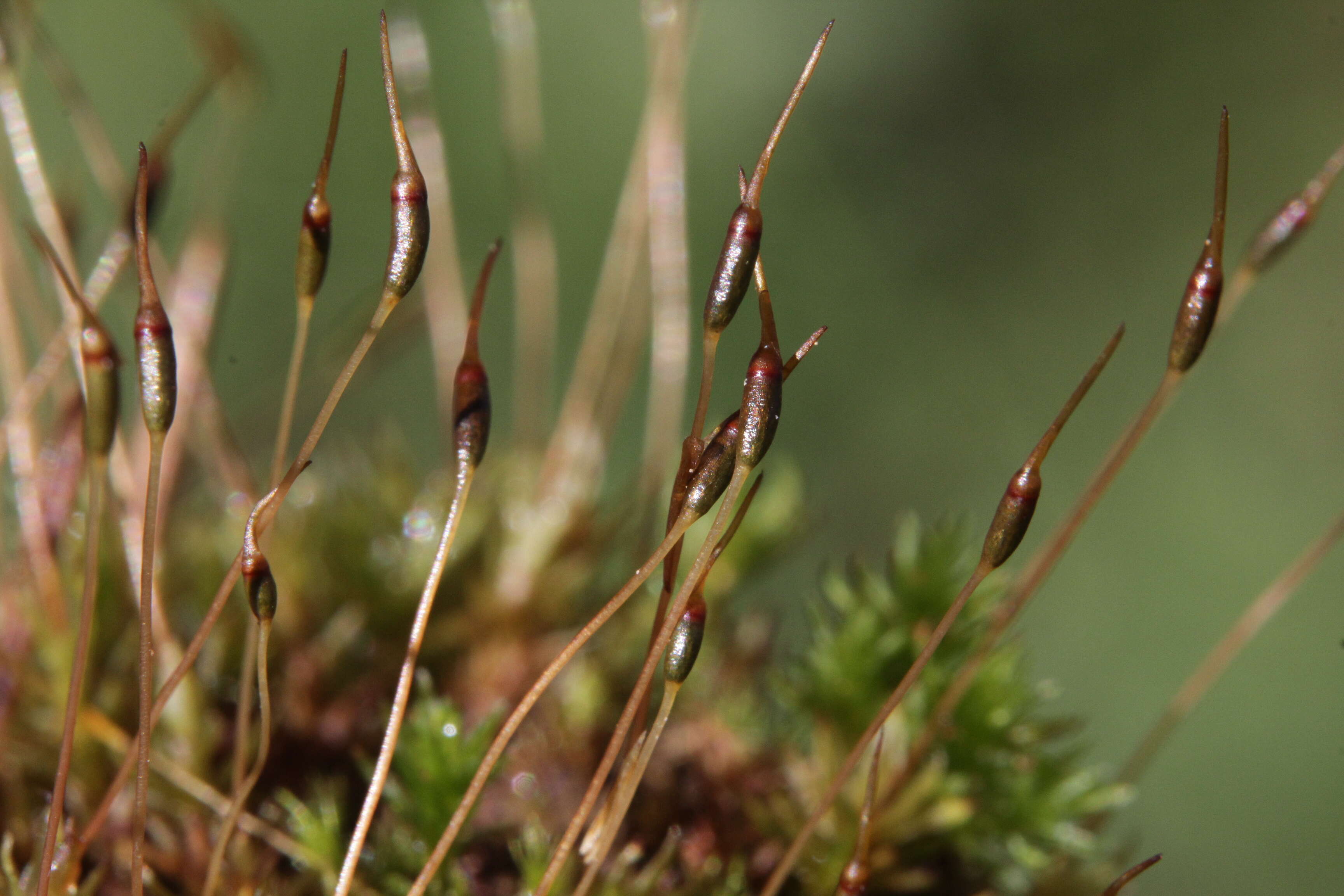 Image of atrichum moss