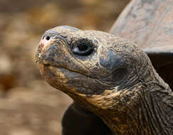 Image of Alcedo Volcano giant tortoise