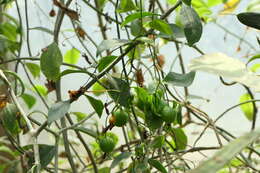 Image of Barbados shrub