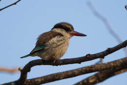 Image of Striped Kingfisher