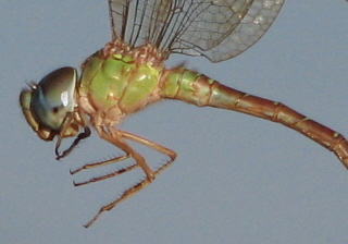 Image of Triacanthagyna septima (Selys ex Sagra 1857)