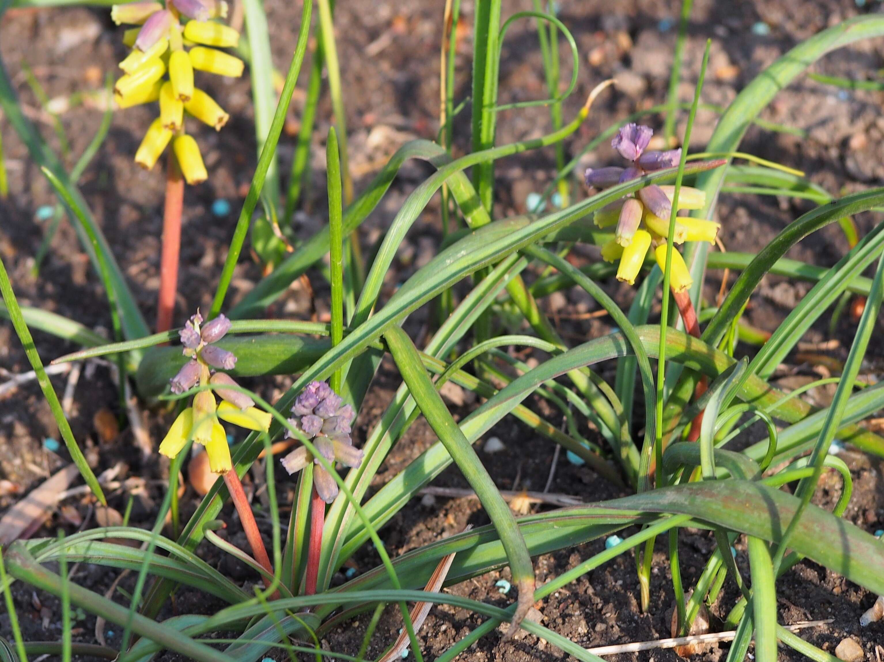 Image of Muscari macrocarpum Sweet