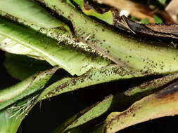 Image of Banana aphid