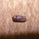 Image of Biscuit beetle