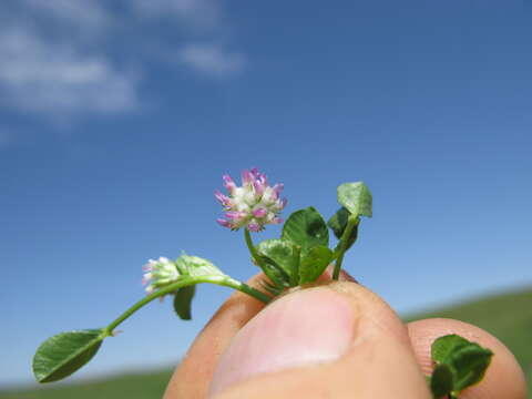 Image of woolly clover