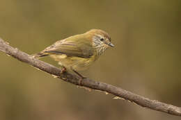 Image of Striated Thornbill