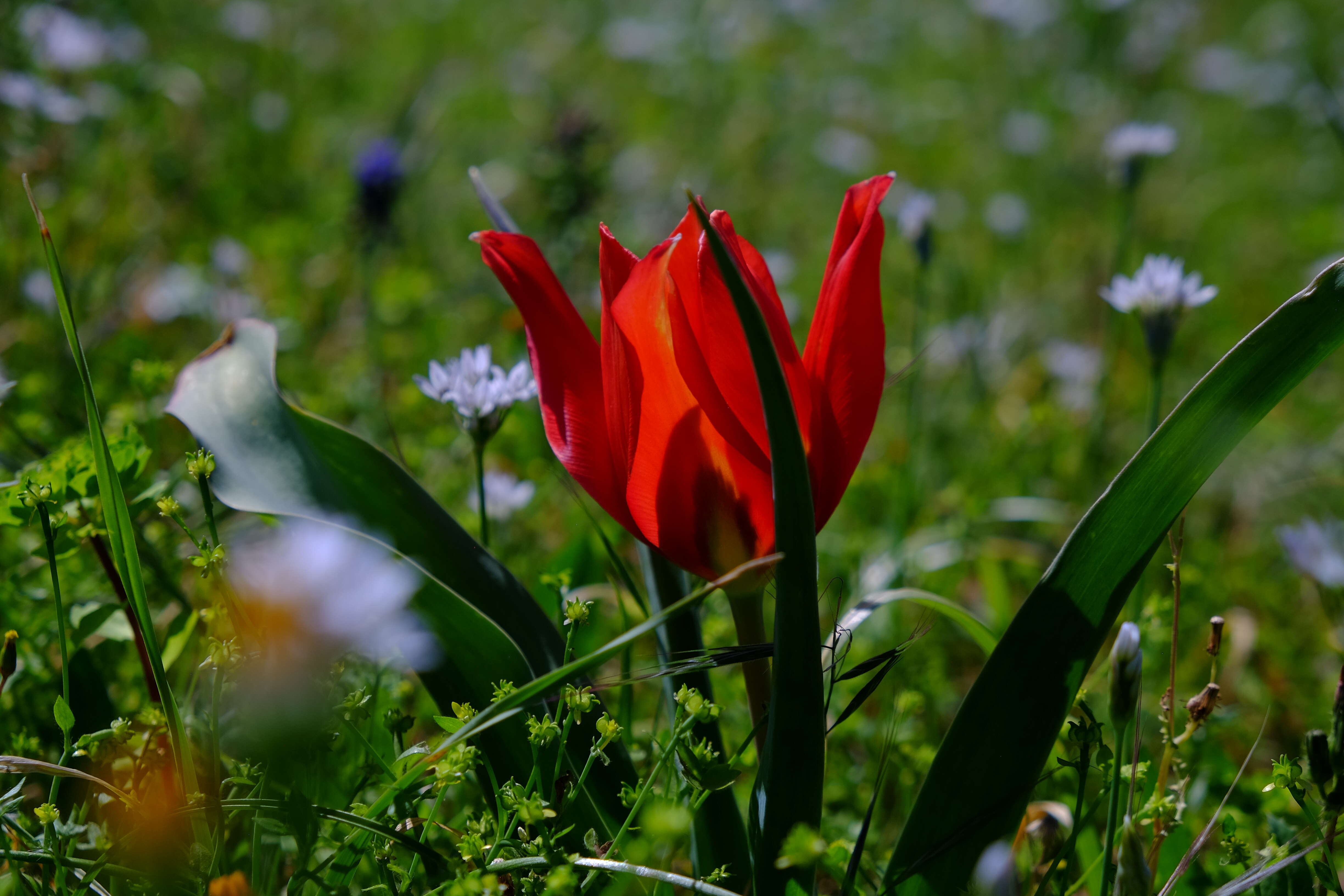 Image of Cyprus tulip