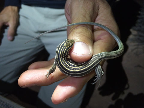 18.https www inaturalist org photos 4596630.580x360
