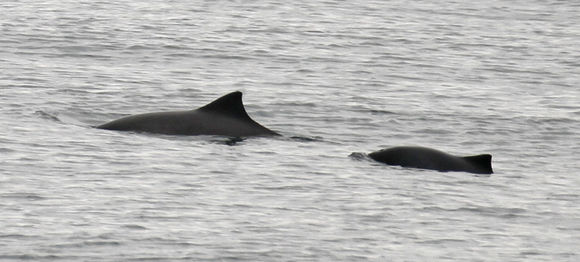 Image of Common Porpoise