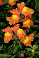 Image of garden snapdragon