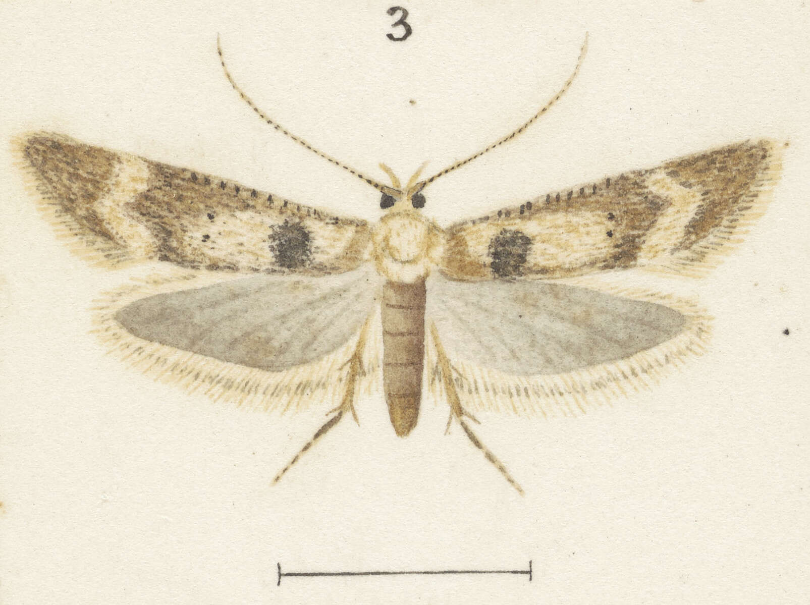 Image of Anisoplaca acrodactyla Meyrick 1907