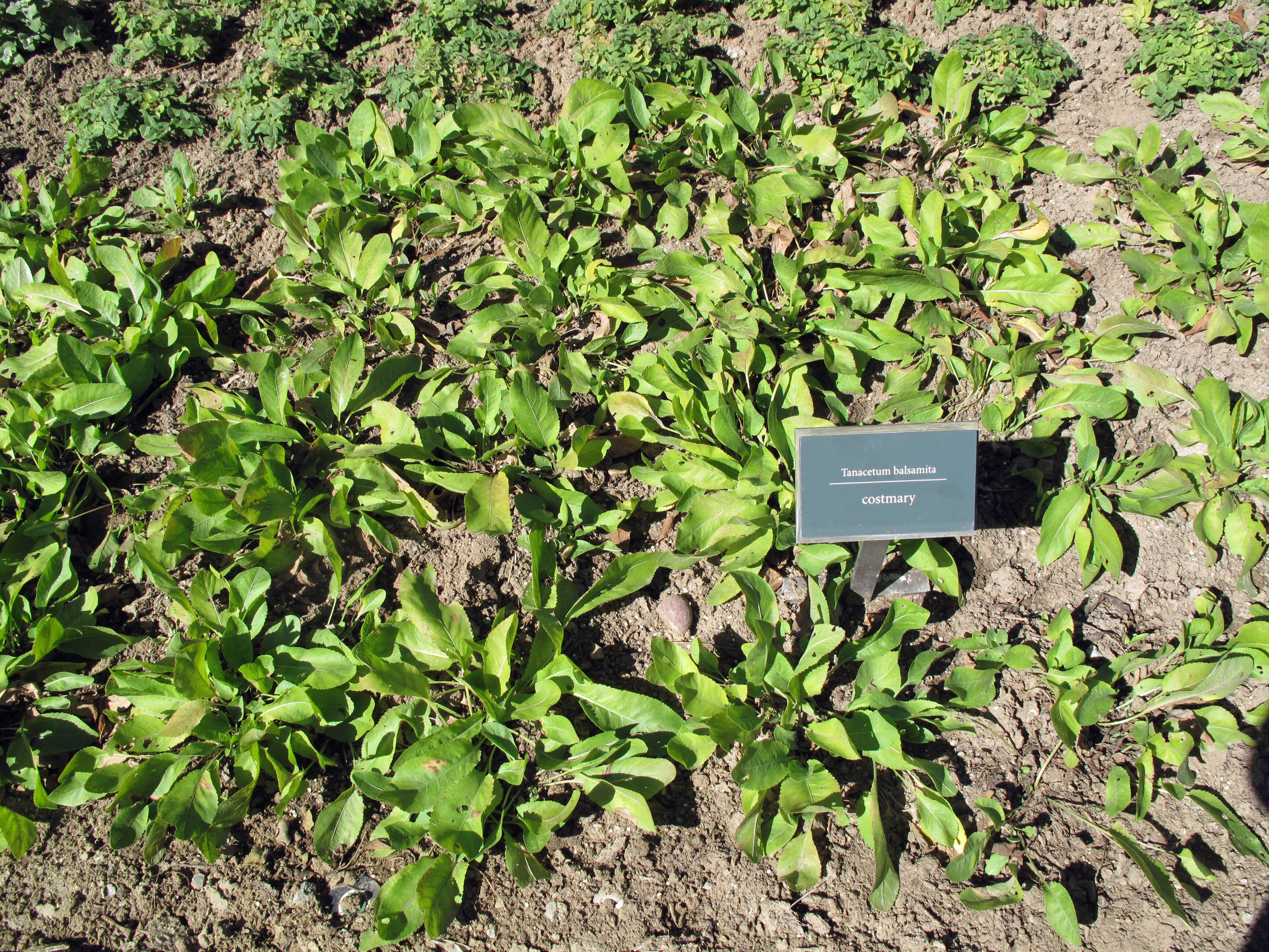 Image of Alecost or Balsam Herb