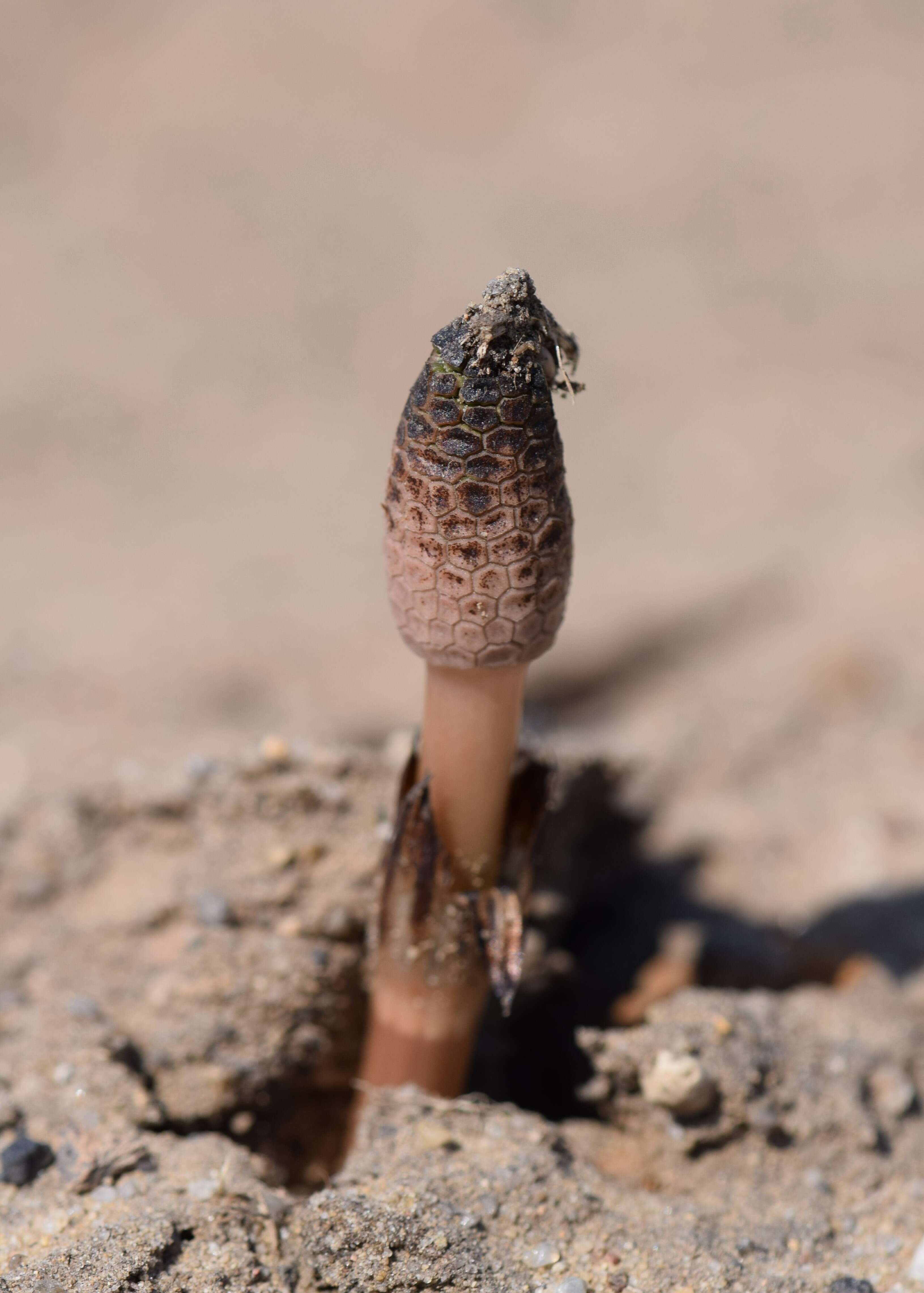 Image of field horsetail