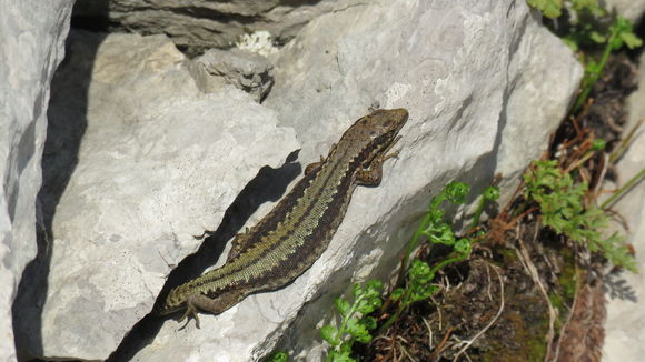 Image of Horvath's Rock Lizard