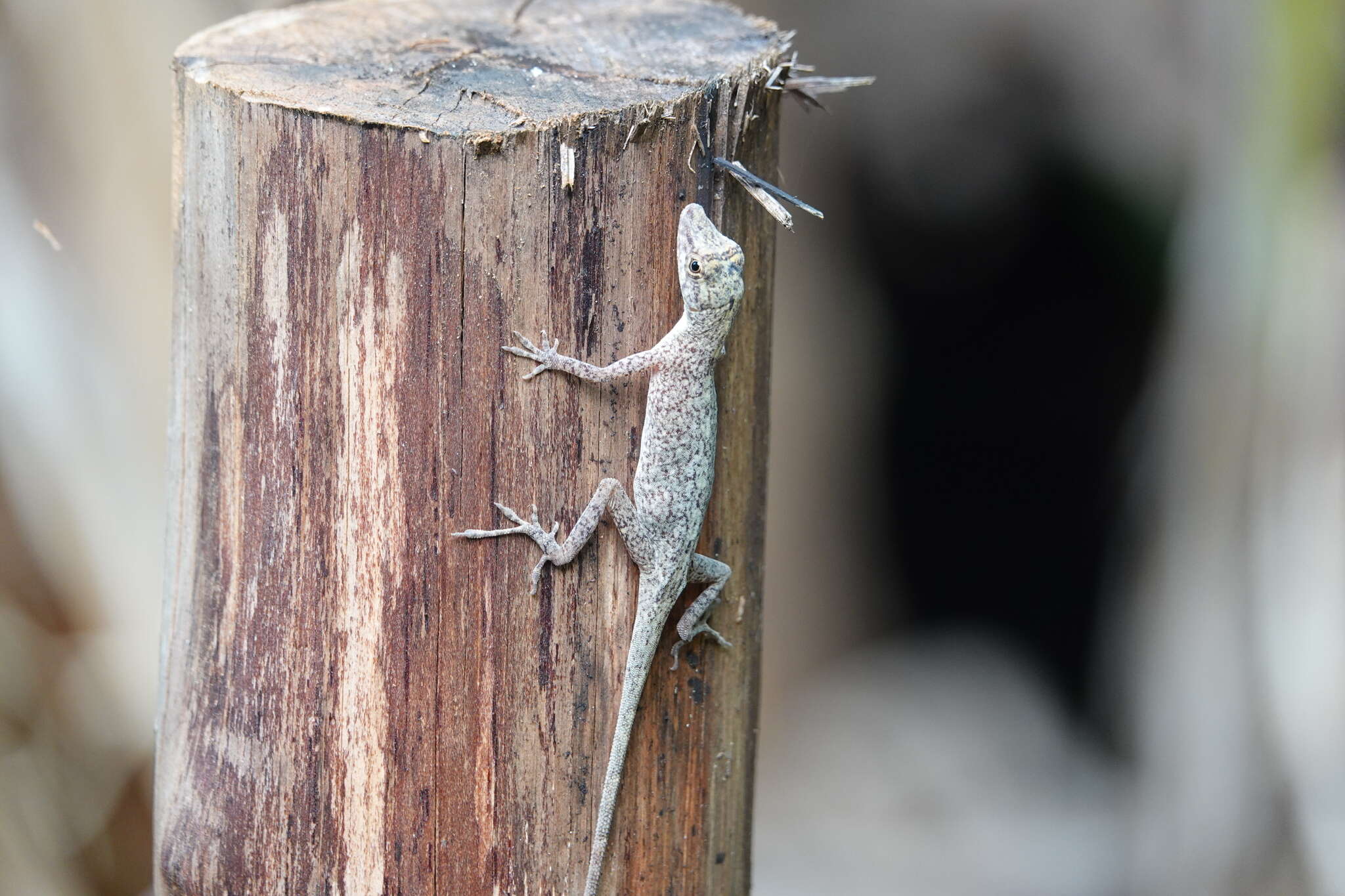 Image of Brown-eared anole