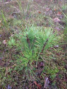 Image of Scotch Pine