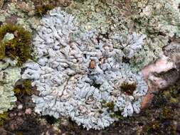 Image of Blue-gray rosette lichen