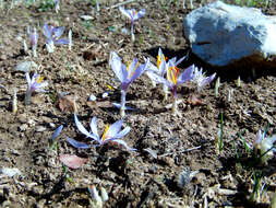 Image of Crocus