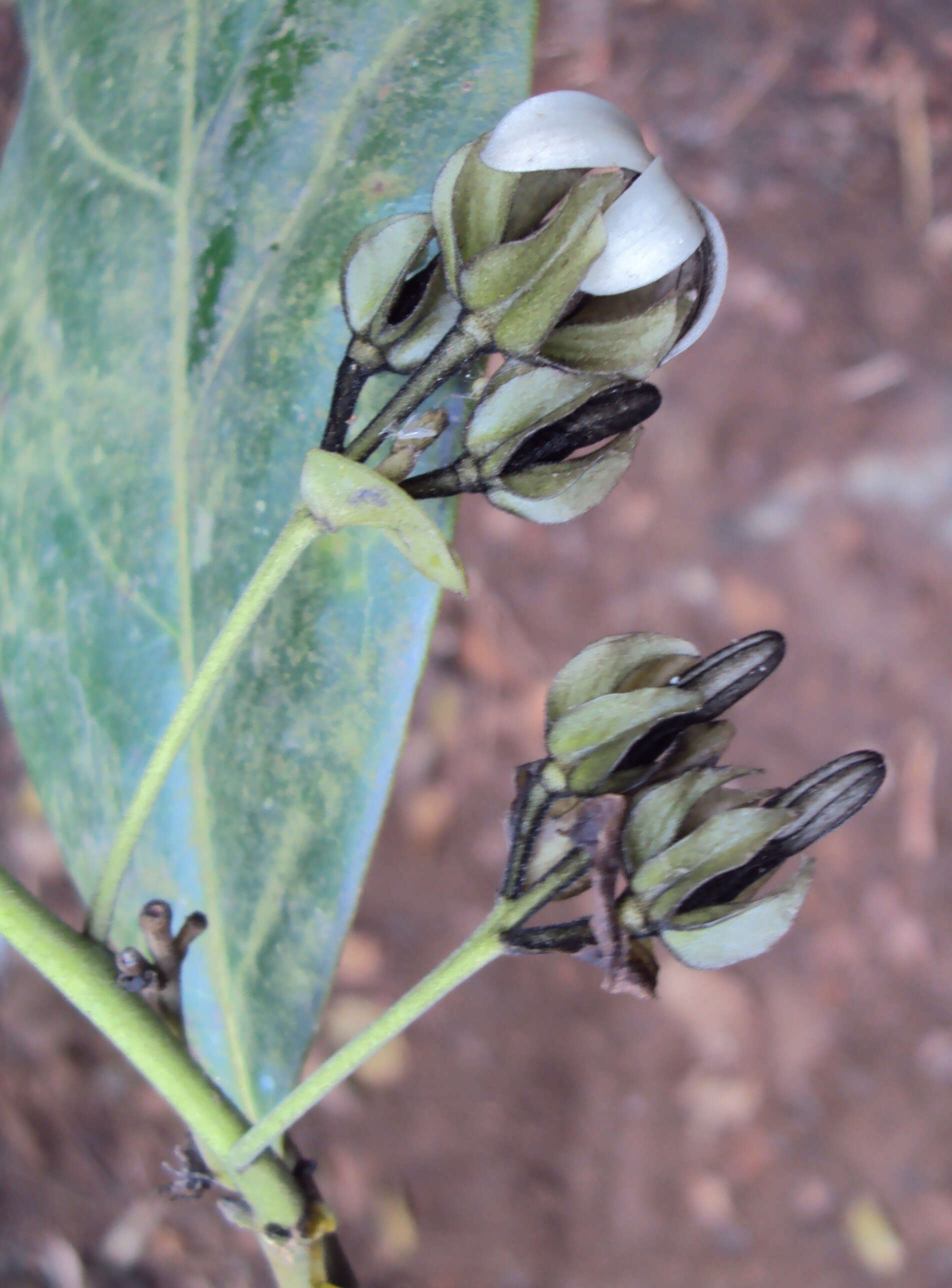 Sivun Diospyros paniculata Dalzell kuva