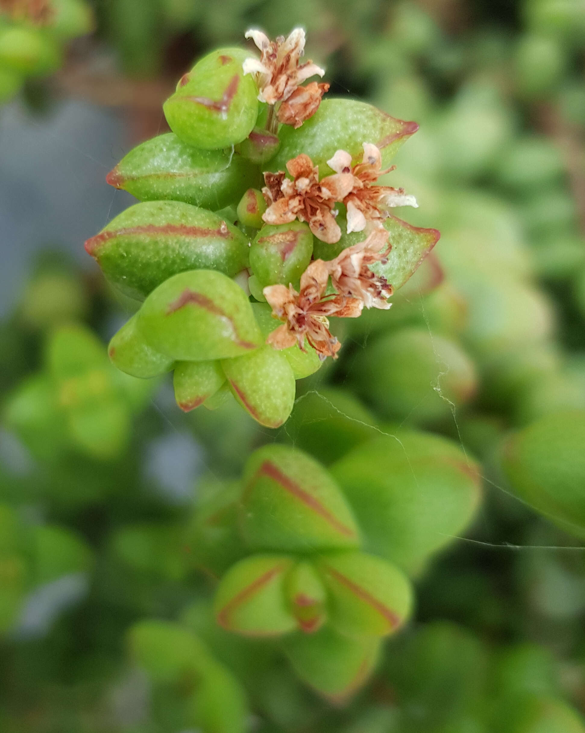 Image of Crassula brevifolia Harv.