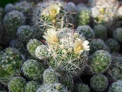 Image of Mammillaria vetula Mart.