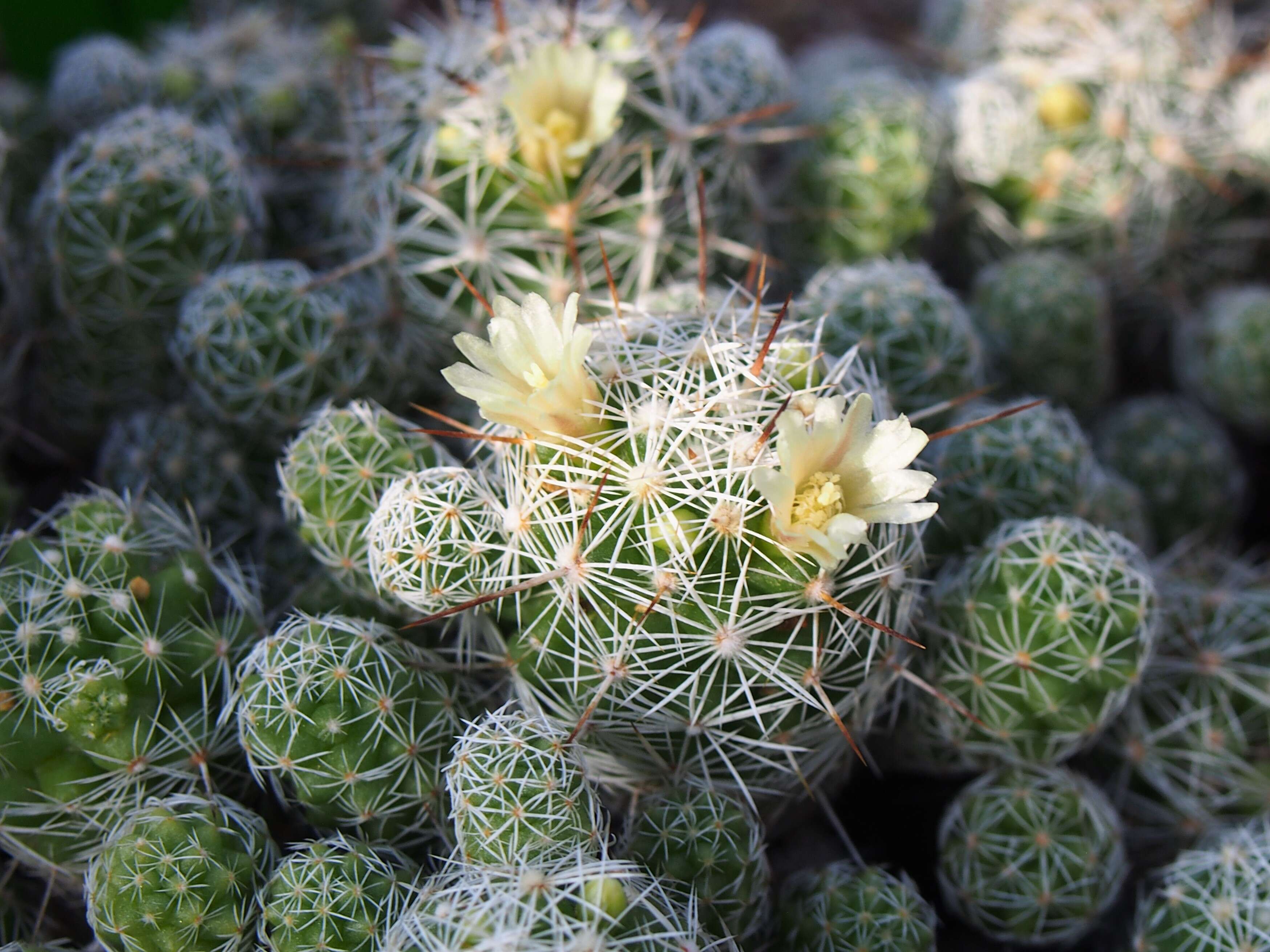 Image of Mammillaria vetula Mart.