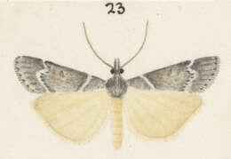 Image of Scoparia declivis Philpott 1918