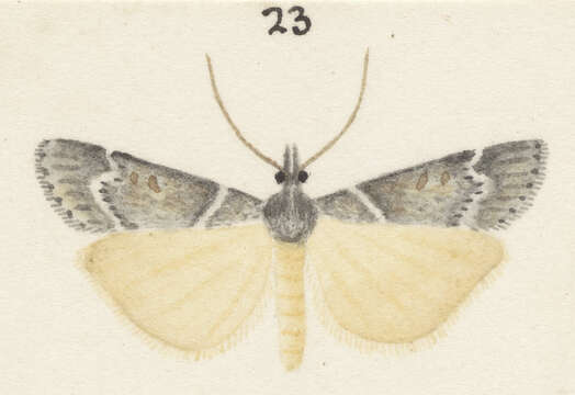 Image of Scoparia declivis Philpott 1918