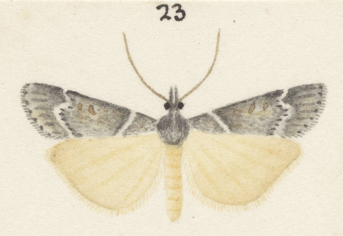 Image of Scoparia declivis Philpott 1918