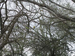 Image of Green Jay