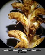 Image of oxtongue broomrape