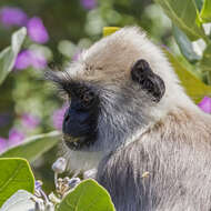 صورة Semnopithecus priam Blyth 1844