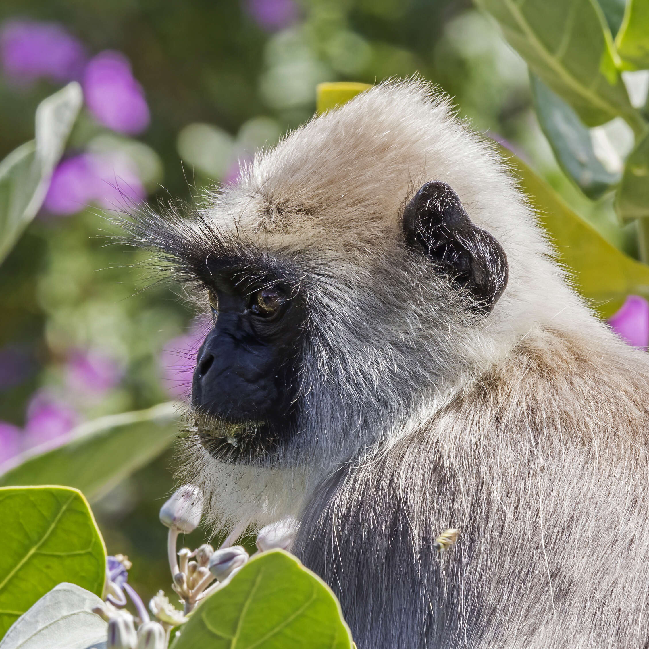 صورة Semnopithecus priam Blyth 1844