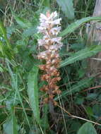 Image of oxtongue broomrape