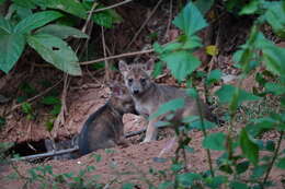 Image of golden jackal