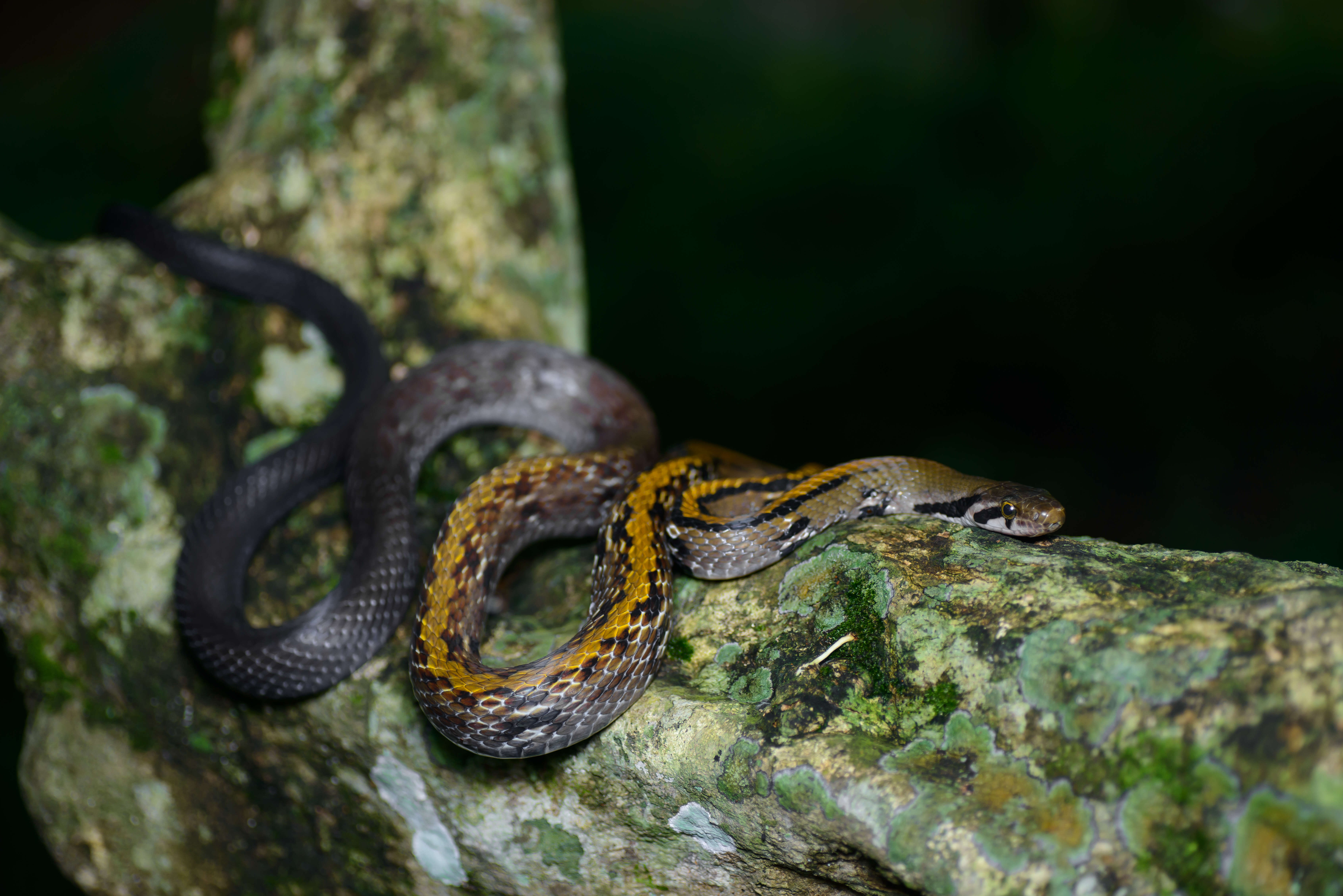 Image of Rat Snakes