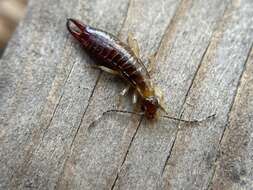 Image of Ringlegged earwig