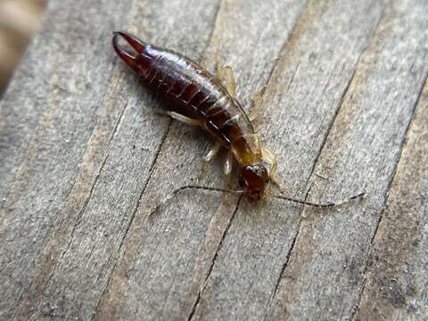 Image of Ringlegged earwig