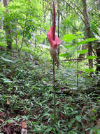 Image of amorphophallus