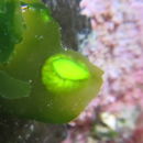 Image of Coelotrochus oppressus (Hutton 1878)