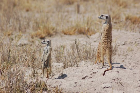 Image of Meerkat