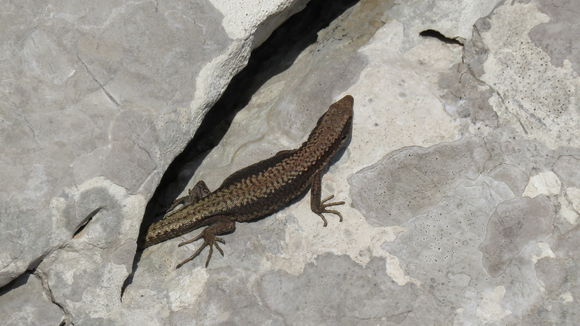 Image of Horvath's Rock Lizard