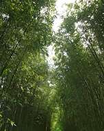 Image of running giant bamboo