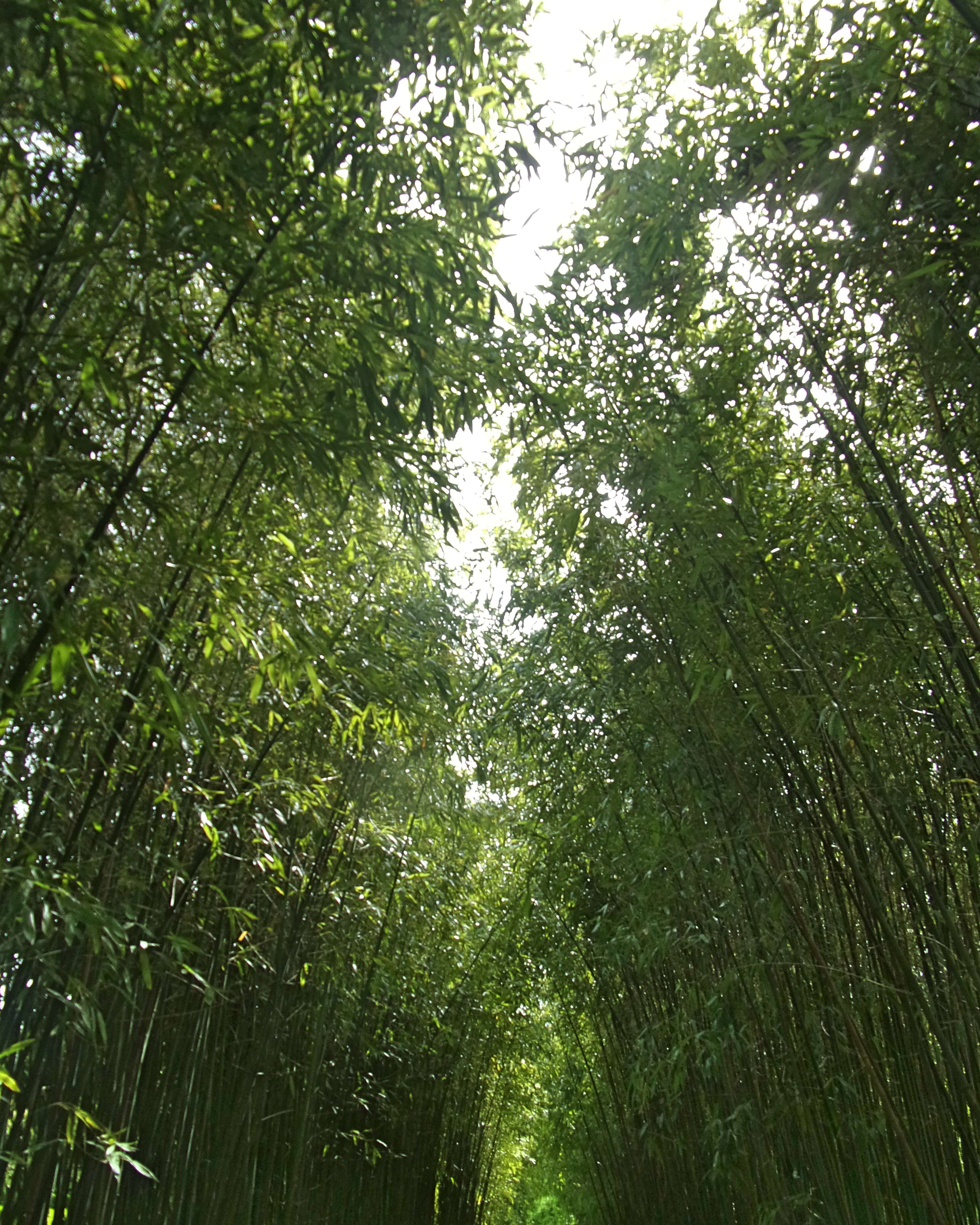 Image of running giant bamboo