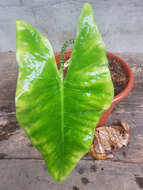 Image of Alocasia zebrina Schott ex Van Houtte