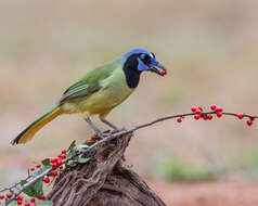 Image of Green Jay