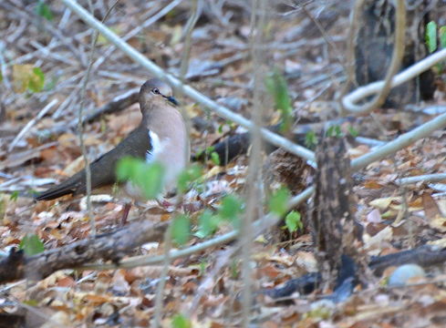 Image of Grenada Dove